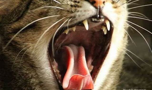 Menjaga Kesehatan Gigi Kucing Angora